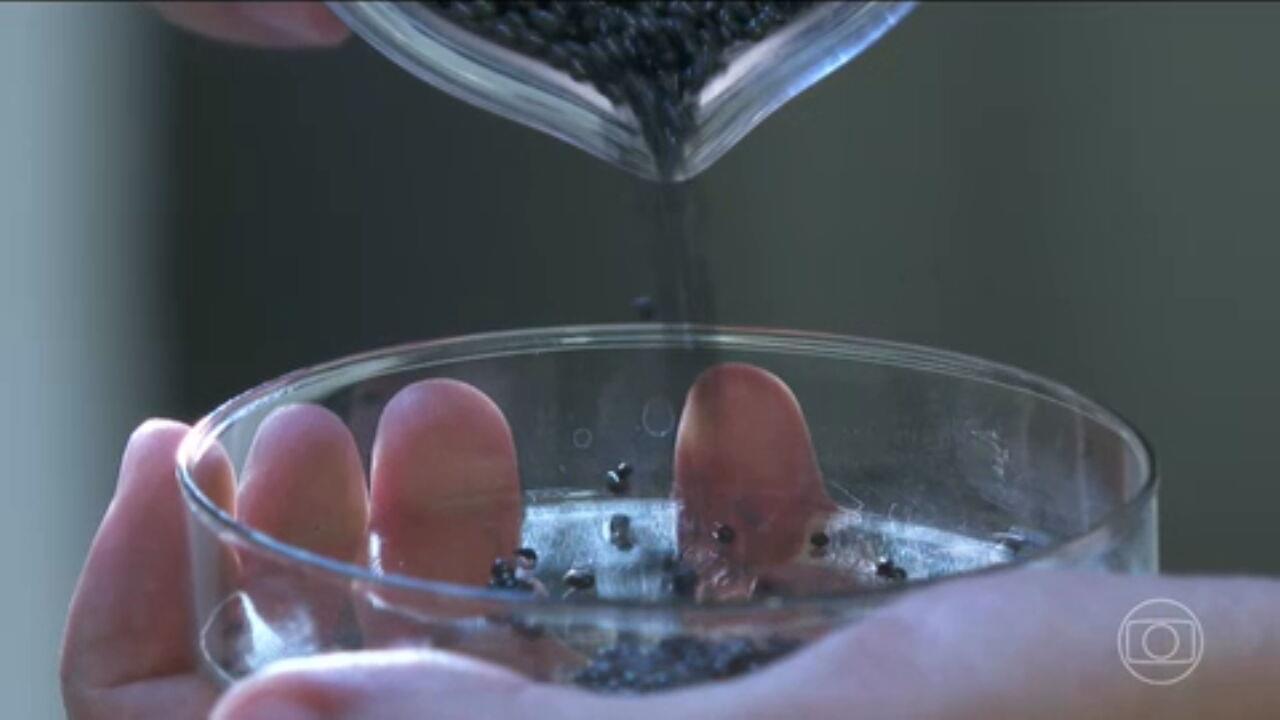 Jornal Nacional — Pesquisadores brasileiros desenvolvem produto para ampliar oferta de combustível sustentável